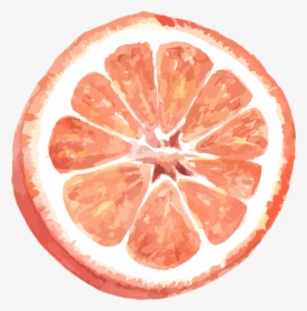 Grapefruit, Citrus, Vector, Watercolor, Incision - Grapefruit Pun, HD Png Download, Free Download
