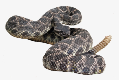 Eastern Diamondback Rattlesnake Hognose Snake Kingsnakes - Eastern Diamondback Rattlesnake, HD Png Download, Free Download
