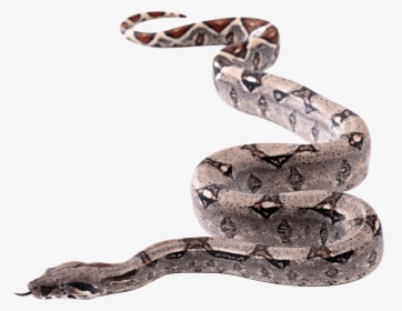 Snakes Png - Snake - Snake Transparent Background, Png Download, Free Download