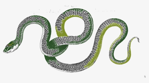 Snakes Png, Transparent Png, Free Download