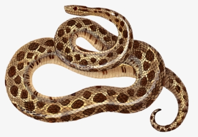 Sidewinder,eastern Diamondback Rattlesnake,reptile - Sidewinder Png, Transparent Png, Free Download