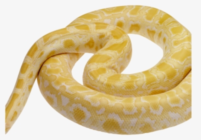 Rattlesnake Png Transparent Images - 15 Foot Yellow Python, Png Download, Free Download