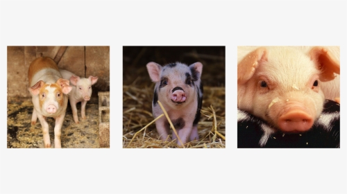 Cute Little Piglet In The Barn - Domestic Pig, HD Png Download, Free Download