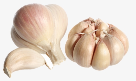 Garlic Png Photo - Garlic Clove, Transparent Png, Free Download