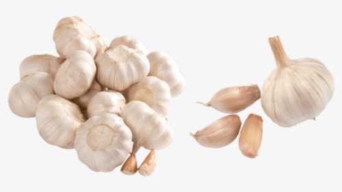 Free Png Garlic Png Images Transparent - Garlic Images Png, Png Download, Free Download