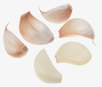 Garlic Transparent Free Png - Garlic Cloves Transparent Background, Png Download, Free Download