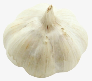 Garlic Png Image - Elephant Garlic, Transparent Png, Free Download