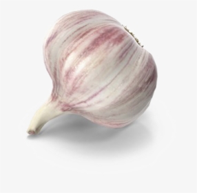 Garlic Png Free Download - Garlic, Transparent Png, Free Download