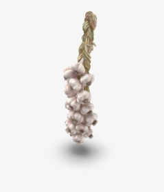Garlic Png Background Image - Hanging Garlic Png, Transparent Png, Free Download