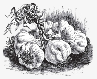 Garlic Png, Transparent Png, Free Download