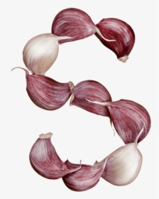 Garlic Font - Red Onion, HD Png Download, Free Download