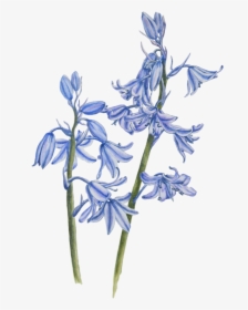 Bluebell Png Image Background - Bluebells With No Background, Transparent Png, Free Download