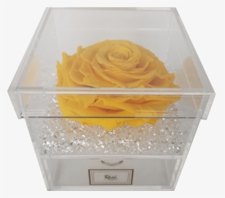 Single Rose Keepsake Box - Garden Roses, HD Png Download, Free Download