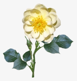 Rose, Stem, Single, White, Flower - Single Flower And Stem, HD Png Download, Free Download