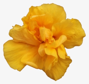 A Single Yellow Rose - Carnation, HD Png Download, Free Download