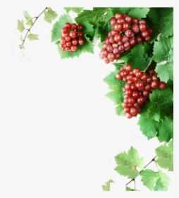 Grape Vines Png - Grape Vines Clip Art, Transparent Png, Free Download