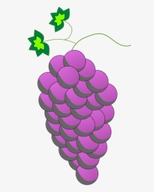 Plant,grape,grapevine Family - Grape, HD Png Download, Free Download