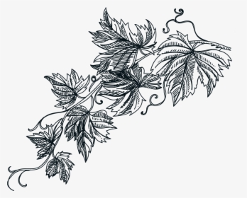 Grape Leaves Graphic - Illustration, HD Png Download, Free Download
