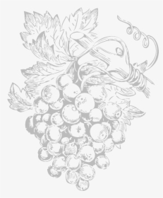 Vines - Grape Vine Botanical Illustration, HD Png Download, Free Download