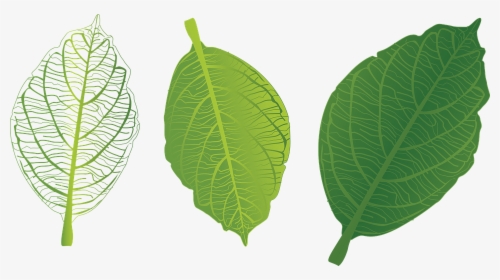 Green Leaf, Leaf Veins, Trang Tri - Clip Art, HD Png Download, Free Download