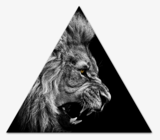 Lion Roar Wallpaper High Quality - Animal Wallpaper Iphone 5, HD Png Download, Free Download