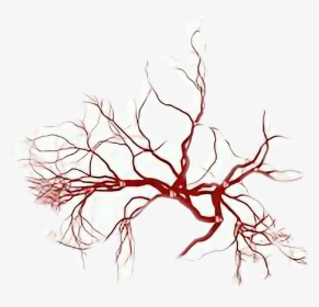#veins - Human Veins Texture, HD Png Download, Free Download
