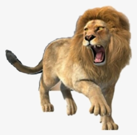 Lion Roar Roaringlion Animals Strength Power Tribeofjud - Lion Full Body Roaring, HD Png Download, Free Download