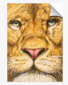 Lion, HD Png Download, Free Download