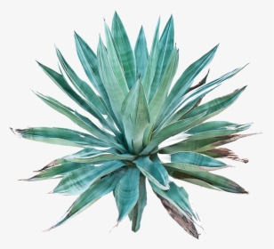Agave - Succulents And Cactus Art, HD Png Download, Free Download