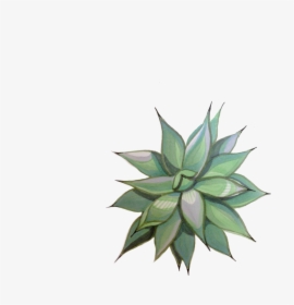 Transparent Succulents Png - Agave, Png Download, Free Download