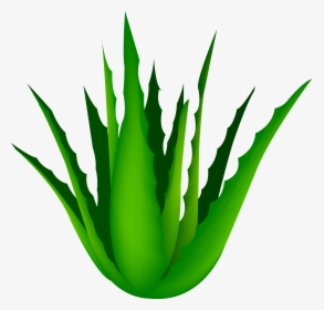 Clip Art Free Agave Vector Cartoon - Aloe Vera Transparent Background, HD Png Download, Free Download