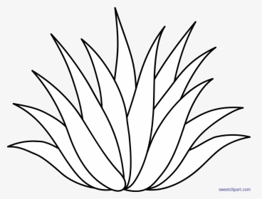 Clip Art Agave Clipart - Agave Plant Clip Art, HD Png Download, Free Download