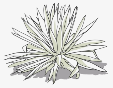 Arroqueno Drawing-01 - Agave, HD Png Download, Free Download