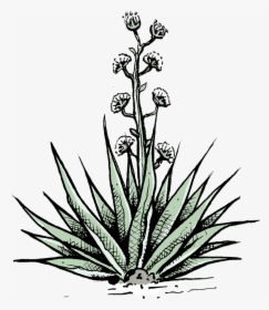 Agave Azul, HD Png Download, Free Download