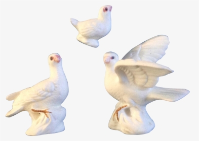 Transparent White Doves Png - Water Bird, Png Download, Free Download