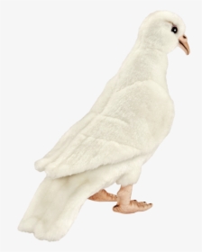 White Dove Png - Seabird, Transparent Png, Free Download