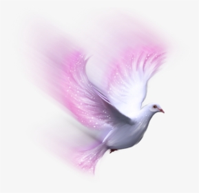 Transparent White Dove Png - White Bird Transparent Background, Png Download, Free Download