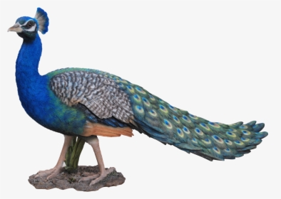 Peacock Png Photo Background - Peacock Images Png Hd, Transparent Png, Free Download