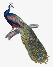 Peacock Clipart Peahen - Indian Peacock Png, Transparent Png, Free Download