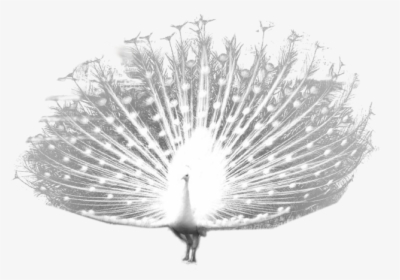 White Peacock Transparent Background, HD Png Download, Free Download
