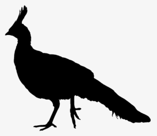 Silhouette Clipart Peacock - Peacock Silhouette Png, Transparent Png, Free Download