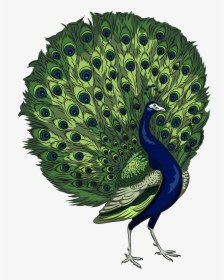 Featured image of post Peacock Cartoon Images Hd