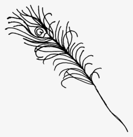 Drawing Feather Unique - Pen Of Peacock Png, Transparent Png, Free Download