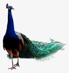 Png Peacock, Transparent Png, Free Download