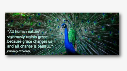 Peacock , Png Download - Peafowl, Transparent Png, Free Download