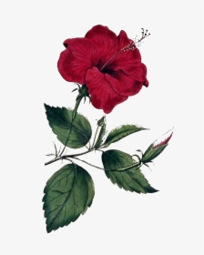 Flower Png Image - Flower Of Hibiscus Rosa Sinensis L, Transparent Png, Free Download