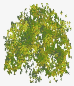 Png Illustrator Top View Trees , Png Download - Portable Network Graphics, Transparent Png, Free Download