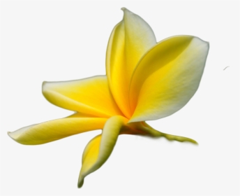 Flower Tropical Yellow Pink Png, Transparent Png, Free Download