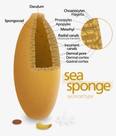 Labeled Sea Sponge Diagram, HD Png Download, Free Download