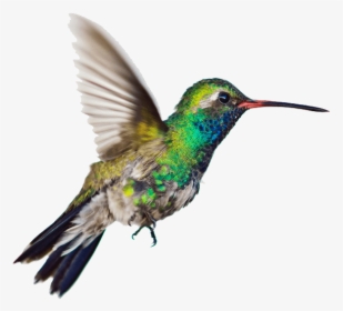 Hummingbird Side - Hummingbird Transparent Background, HD Png Download, Free Download